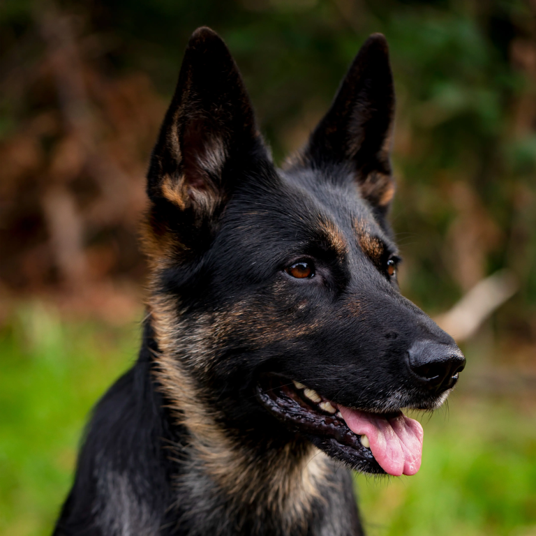 Hundefoto mit natürlichem Ausdruck und ruhigem Blick